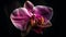 Single pink moth orchid, elegance in nature generated by AI