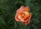 Single pink or orange flower rose on bluer nature green background. Selective focus, close up view.