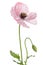 Single pink poppy on white background