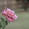 Single pink rose