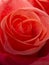 Single pink rose alone, arrangement, beauty macro