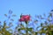 Single Pink Rose Blooming with a blue sky in the background