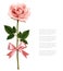 Single pink rose with bow isolated on white background.