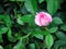 Single pink rose  bud flowers begin blooming on green leaves background in nature garden