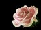 A single pink rose with dewdrops isolated on a black background