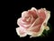 A single pink rose with dewdrops isolated on a black background.