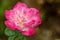 Single pink rose in garden