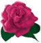 Single pink rose illustration