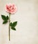 Single pink rose on an old paper background.