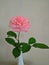 A single pink rose in a vase
