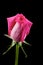 Single pink rosebud with sparkling dew drops