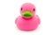 Single pink rubber duck on white