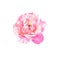 Single pink tone rose flower-head on white background