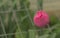 Single Pink Tulip Bloom