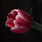 Single Pink Tulip flower on black background