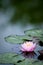 Single Pink Water Lily