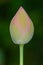 Single Pink Water Lily or Lotus flower bulb selective focus