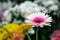 Single pink and white Gerbera blooming on background of blurred flowers. Closeup punk flower. Selective focus