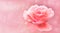 Single pink and white rose isolated pink selective soft blur background bokeh out of focus background with use of shallow depth
