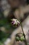 A single pink, yellow and green columbine Aquilegia flower head with two buds beneath on the stem