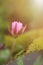 Single pinkâ€‹ lotus orâ€‹ waterlilyâ€‹ flowerâ€‹ in a pond with orangeâ€‹ toneâ€‹ lightâ€‹ sunlight.