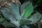 Single plant Agave isthmensis with imprints of leaf margin