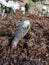 Single plant of decorative cultivar of the Bloodroot Sanguinaria canadensis `Multiplex`  starting to bloom with large, white