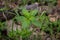 Single plant of dog`s mercury - Mercurialis perennis in the forest