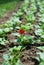 Single plant with flower in spring flowerbed.