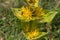 Single plant of great yellow gentian - Gentiana lutea