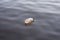 Single plastic water bottle litter floating in lake water