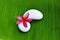 Single of Plumeria flower