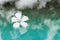 Single Plumeria Flower Floating on Water