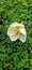 Single  Plumeria Flower Mobile Wallpaper  Image