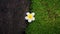 Single plumeria flower placed between green moss and rock textures.