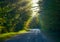 Single point perspective down a narrow woodland road. Misty tree-top woodland in bright sunlight, shady tree & forest-lined road