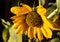 Single pollen laden yellow sunflower blossom set against black background, allergy season