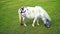 Single pony eating grass, english countryside