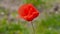 single Poppy