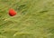 Single Poppy in Barley Field