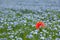 Single poppy in flax field