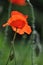 Single poppy flower