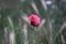 Single poppy flower on the roadside