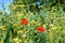 Single poppy flowers among thickets of other grass