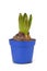 Single potted Hyacinthus flower bulb with leaves in blue flower pot on white background