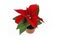 Single potted red poinsettia flower on white background