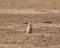Single prairie dogs at home in Theodore Roosevelt National Park