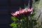 Single Protea, Protea cynaroides
