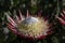 Single Protea, Protea cynaroides in natural light