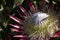 Single Protea, Protea cynaroides in natural light on pink petals